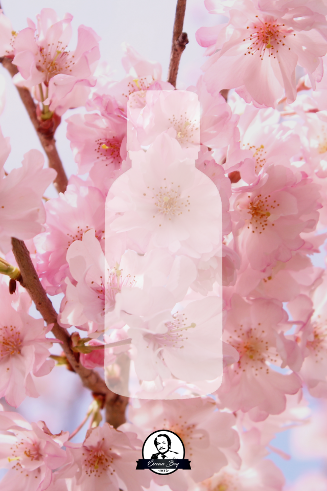 Japon Kiraz Çiçeği Esansiyel Uçucu Koku Yağı Cherry Buhurdanlık Yağı Difüzör Esansı Küre 10ml