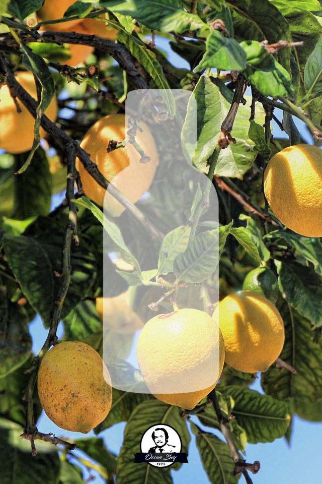 Limon Çiçeği Esansiyel Uçucu Koku Yağı Lemon Blossom Buhurdanlık Yağı Difüzör Esansı Küre 10ml